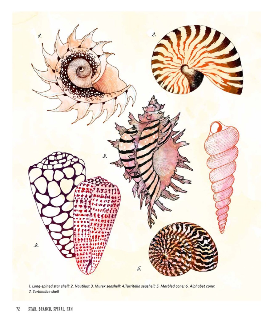 Yellena James Shells